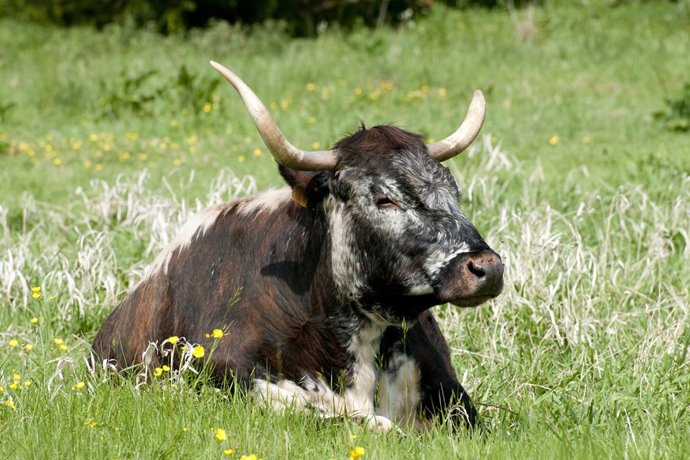Long horn cow lies in rewilded grass 