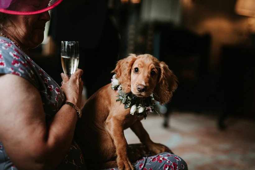 Cute Puppy bridesmaid wearing flower collar sits on a guests knee at a micro wedding at elmore court