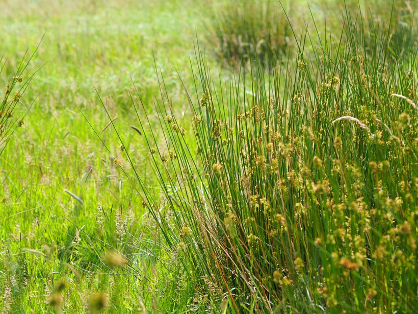 Marshland where treehouses are going to be built in rewilding project at elmore court