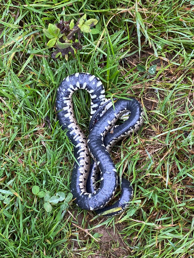 Wild snake on knepp wildland after successful rewilding project