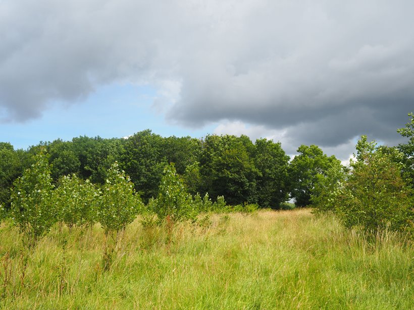 Colourful fields and woodland in the rewilding project at eco wedding venue elmore court