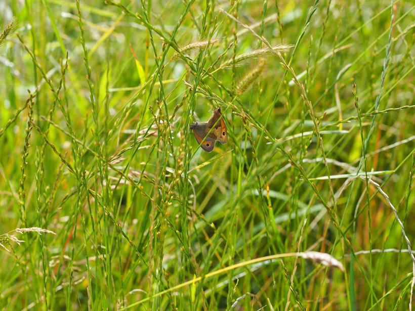 Meadow with butterflies at rewilding wedding venue 