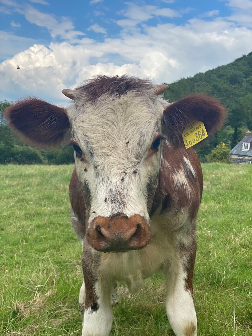 Rewilding project longhorn cow looks directly into the camera