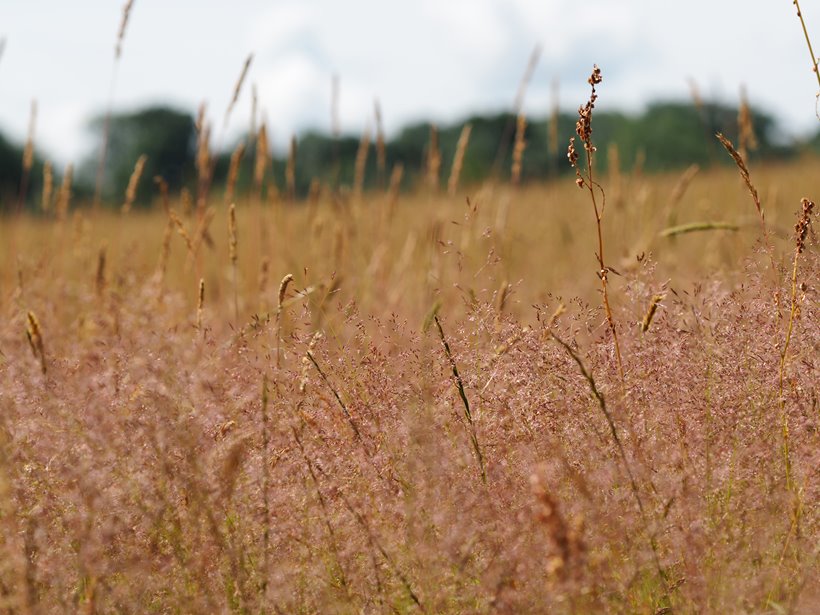 Golden fields in biodiverse rewilding project UK